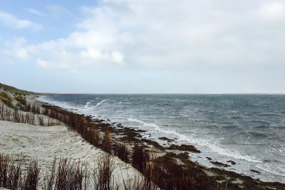 Duinrand met bruin riet en uitzicht over het strand en de zee