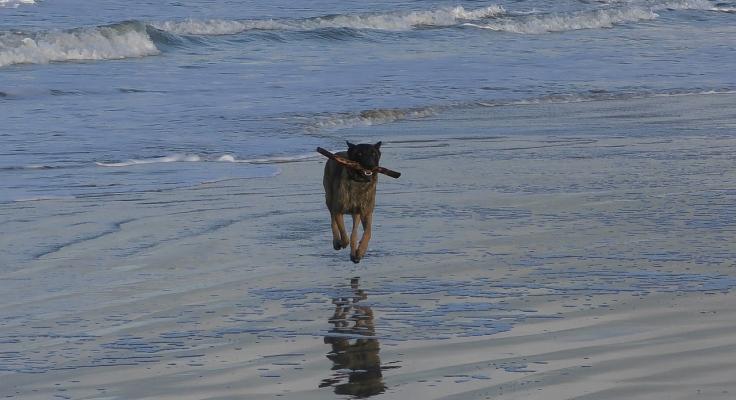 Lopende hond over het strand met stok in zijn bek